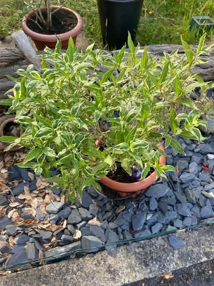 Photo of free Garden shrub (Southdown) #1