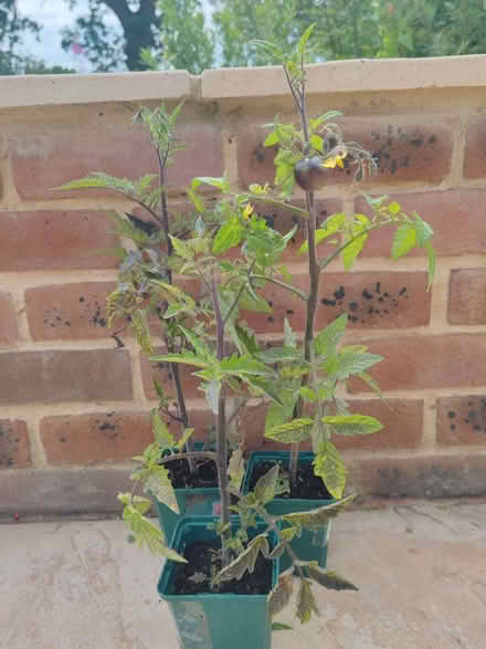 Photo of free 3 tomato plants in 9cm pots (Berkeley Heath GL13) #1