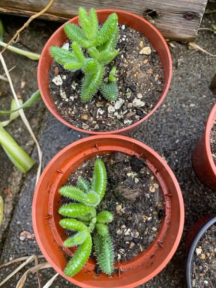 Photo of free House plants succulents (NG9, Beeston) #1