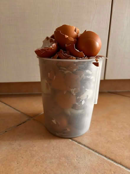 Photo of free Crushed eggshells (Sengkang) #1