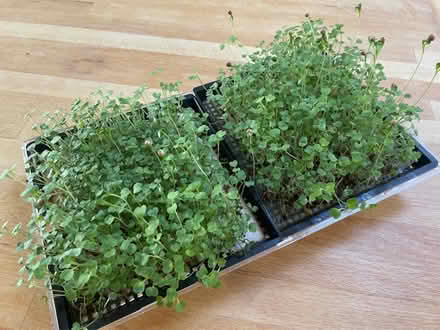 Photo of free Microgreens Reusable Sprouting Tray (BN6 3QB) #3