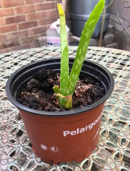 Photo of free Aloa Vera Plant (Westbury Wilts BA13) #1