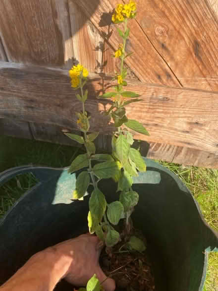 Photo of free Yellow flowering ground cover (Waterlooville PO7) #1