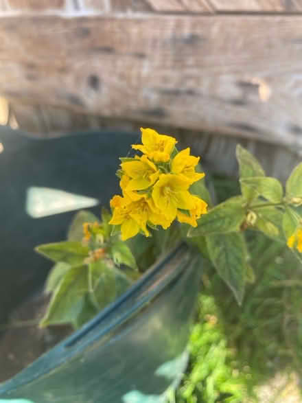 Photo of free Yellow flowering ground cover (Waterlooville PO7) #2