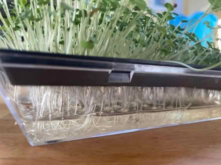 Photo of free Microgreens Reusable Sprouting Tray (BN6 3QB) #4
