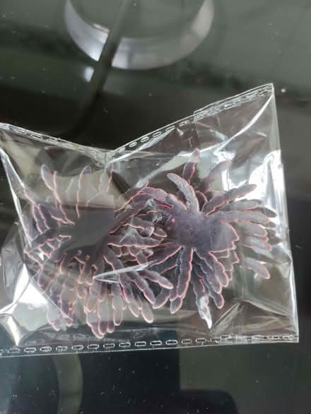 Photo of free Edible spiders (Cake decorations!) (California DE22) #1