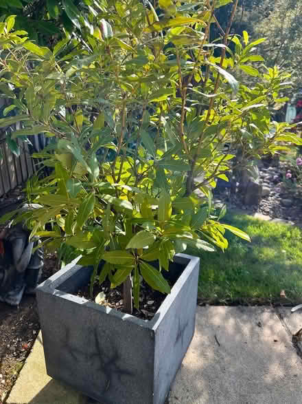 Photo of free Bay trees in pots (Poole BH14) #2