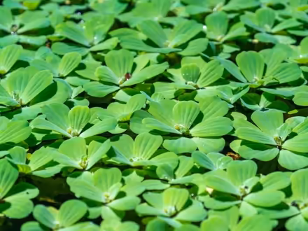 Photo of Pond plant (Woodley RG5) #1