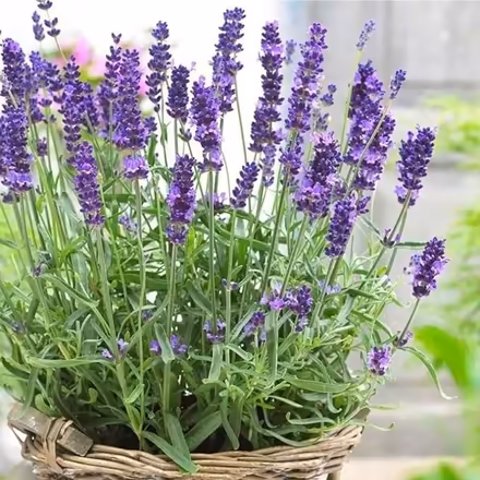Photo of Lavender plant KT13 (Weybridge KT13) #1