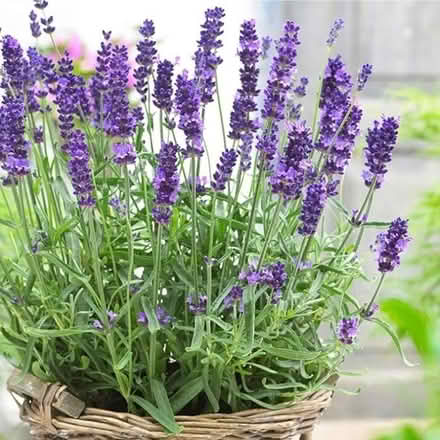 Photo of Lavender plant KT13 (Weybridge KT13) #1