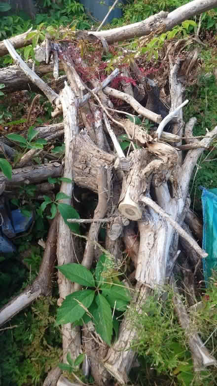 Photo of free Fire wood (Longwell Green) #2