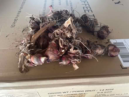 Photo of free Canna bulbs (Trelawny Circle L5n6n9) #1