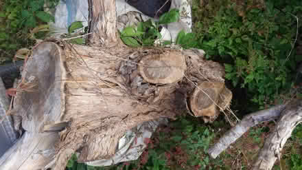 Photo of free Fire wood (Longwell Green) #3