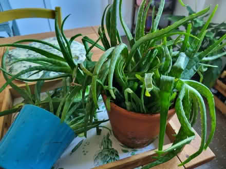 Photo of free Aloe vera plants (Cardonald G52) #1