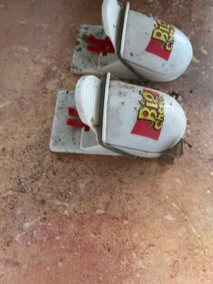 Photo of free Mouse Traps 🙀 (IG6) #2