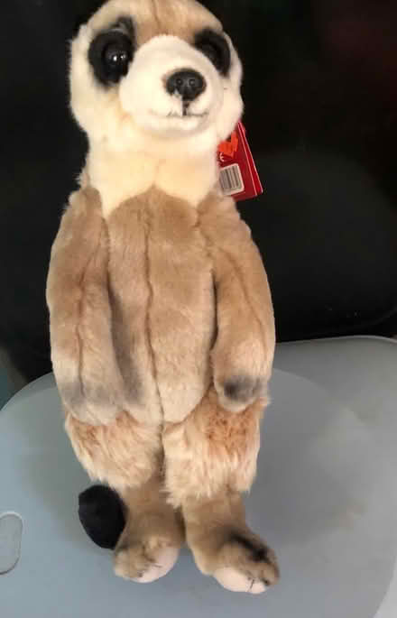 Photo of free Meerkat toy (Westbury BA13) #1