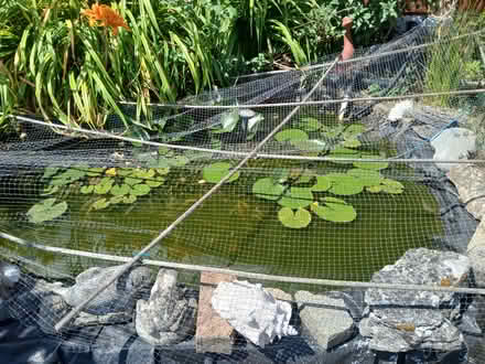 Photo of free Pond weed (PO7 Purbrook) #1