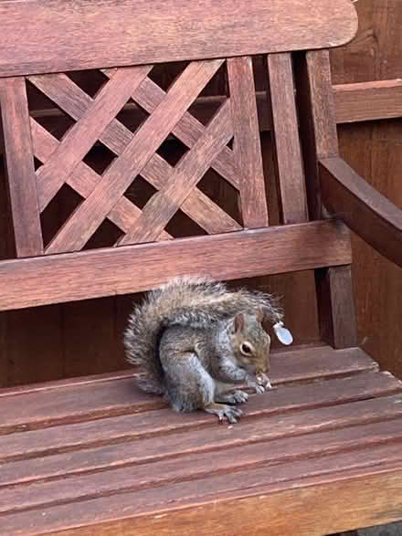Photo of Garden Furniture (Portsmouth PO2) #1