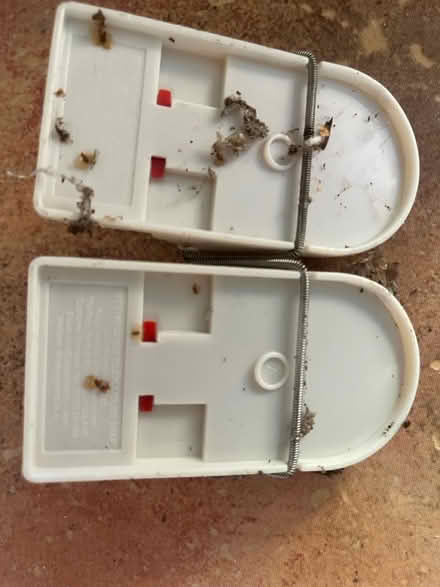 Photo of free Mouse Traps 🙀 (IG6) #3