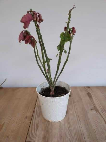 Photo of free Poinsettia (BN43) #1