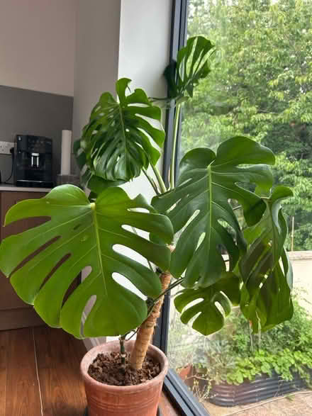 Photo of free Monstera (South bristol) #1