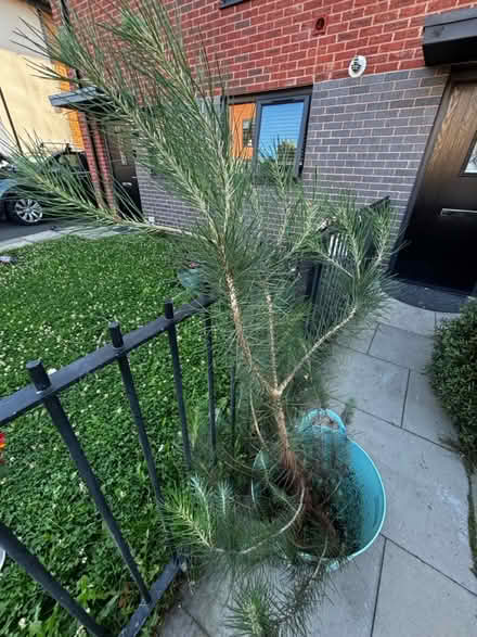 Photo of free Large long spiked fir tree (Halewood L25 9RP) #1