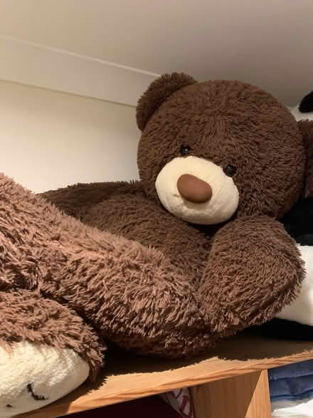 Photo of free Two Big Teddy Bears - Or Just One (CT9) #2