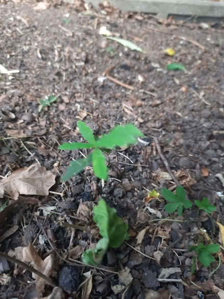 Photo of free Oak tree seedlings (Sherrard's Green WR14) #1
