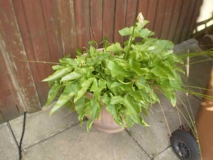 Photo of free Cala Lily in Tub (Oxton CH43) #1