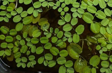 Photo of free Salvinia floating plant for fish tank (The Highlands TN39) #1