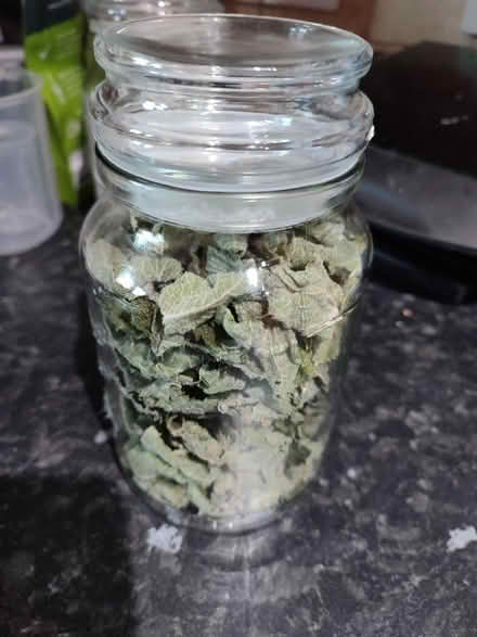 Photo of free Dried mint (Central Preston PR1) #1