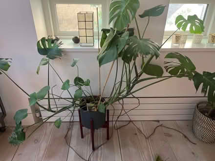 Photo of free Monstera plant (Primrose Hill) #1