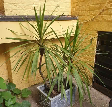 Photo of free Healthy Large Yucca Plant (Holland Park W11) #2