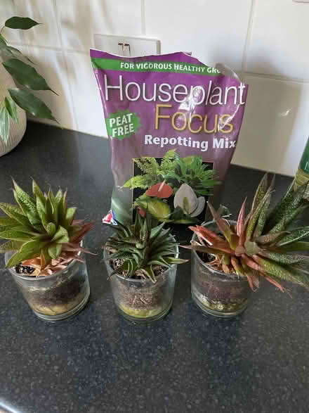 Photo of free 3 succulents (Bath, Oldfield) #1