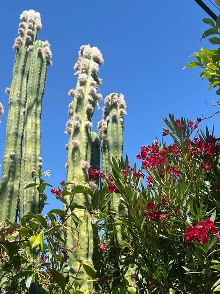 Photo of free Approximately 3’5” cactus (West San Jose) #2