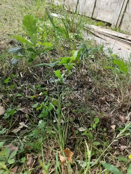 Photo of free Oak tree seedlings (Sherrard's Green WR14) #4