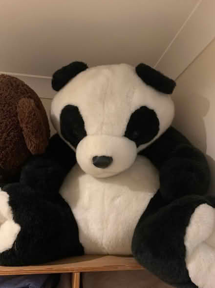 Photo of free Two Big Teddy Bears - Or Just One (CT9) #1