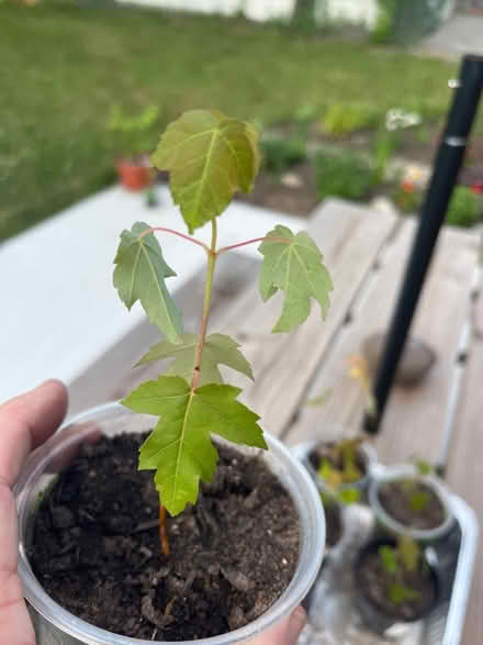 Photo of free Silver Maples (Grove Rd and Harris) #2