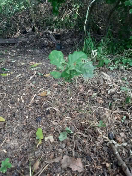 Photo of free Oak tree seedlings (Sherrard's Green WR14) #3