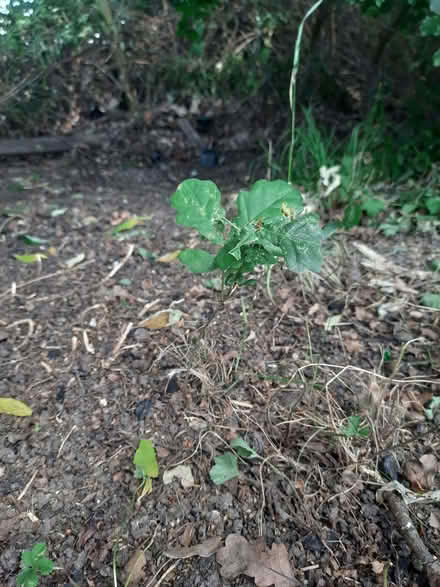 Photo of free Oak tree seedlings (Sherrard's Green WR14) #2