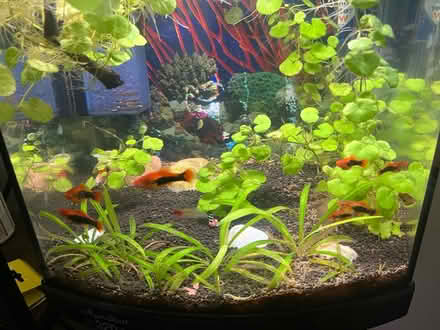 Photo of free Tropical fish (CF14) #1