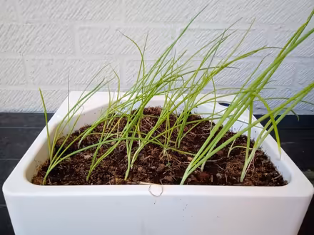 Photo of free Onions (Orton Goldhay) #1