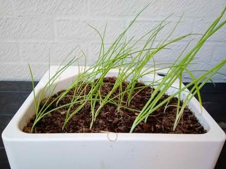 Photo of free Onions (Orton Goldhay) #1