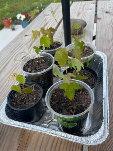 Photo of free Silver Maples (Grove Rd and Harris) #1