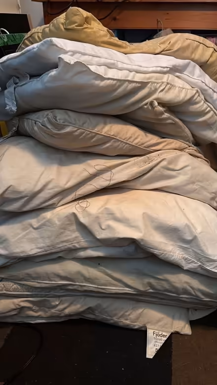 Photo of free Pillows (Cambridge - Porter Sq area) #1