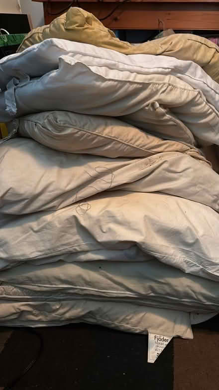 Photo of free Pillows (Cambridge - Porter Sq area) #1