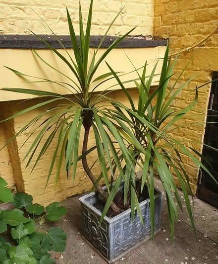 Photo of free Healthy Large Yucca Plant (Holland Park W11) #1