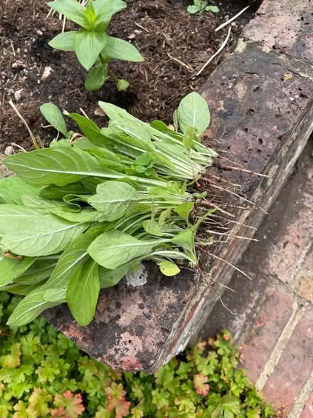 Photo of free Evening Primrose plants (Sonning RG4) #1