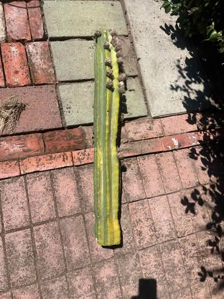 Photo of free Approximately 3’5” cactus (West San Jose) #1