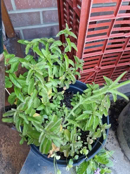 Photo of free (chocolate?) Mint plant (Wigmore HR6) #1